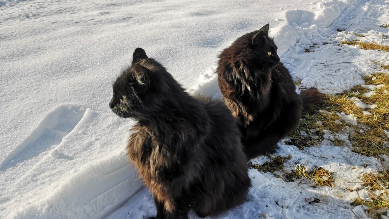 Wuschel and Pezi, © Friedlhof