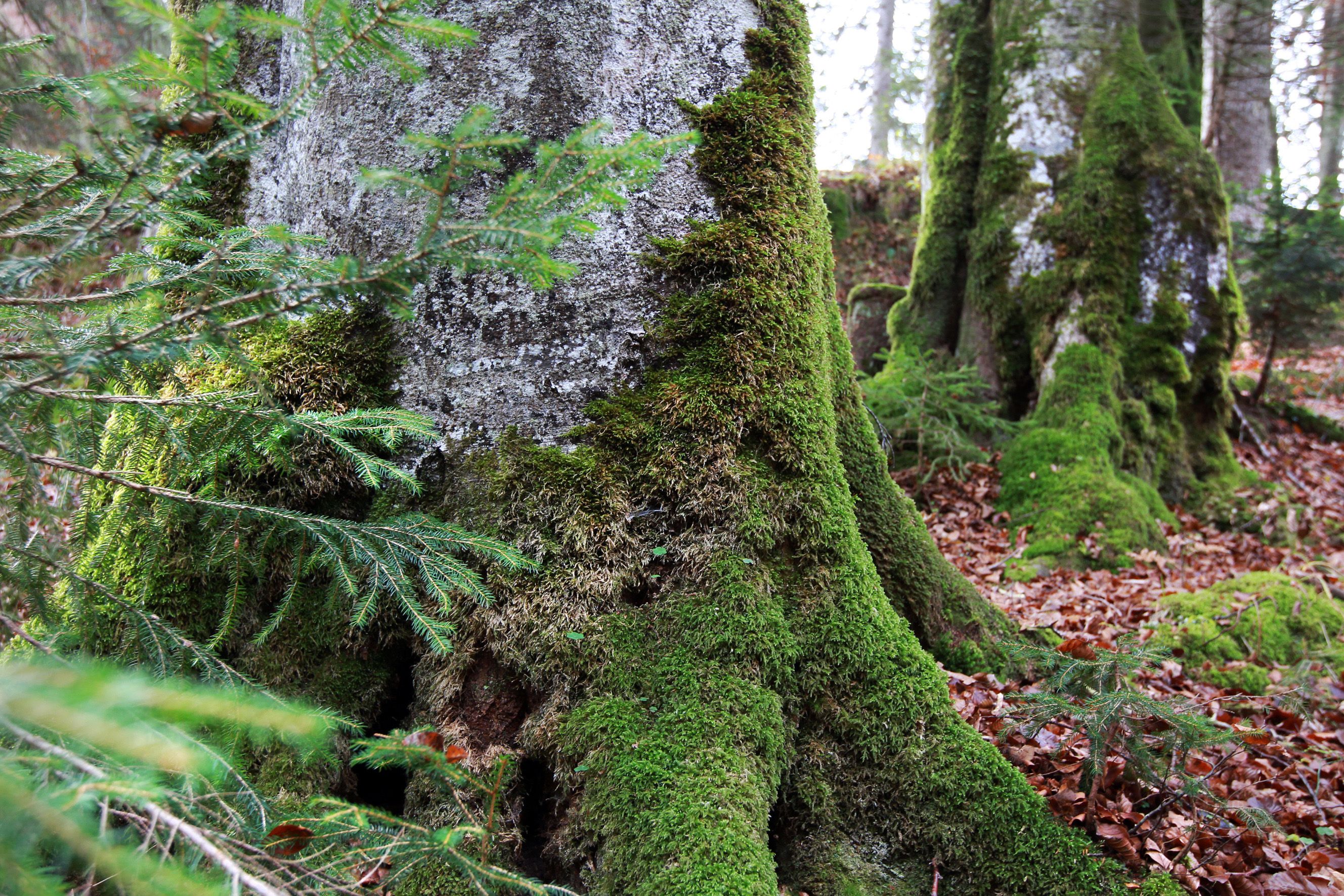 Wildnisgebiet Dürrenstein