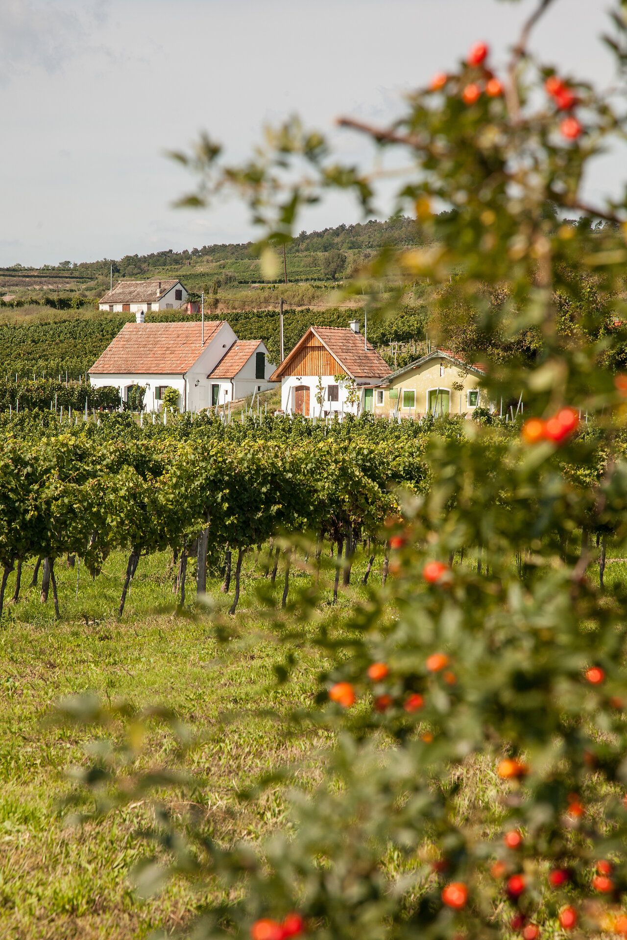 Hrad Stetteldorf na okraji Wagramu