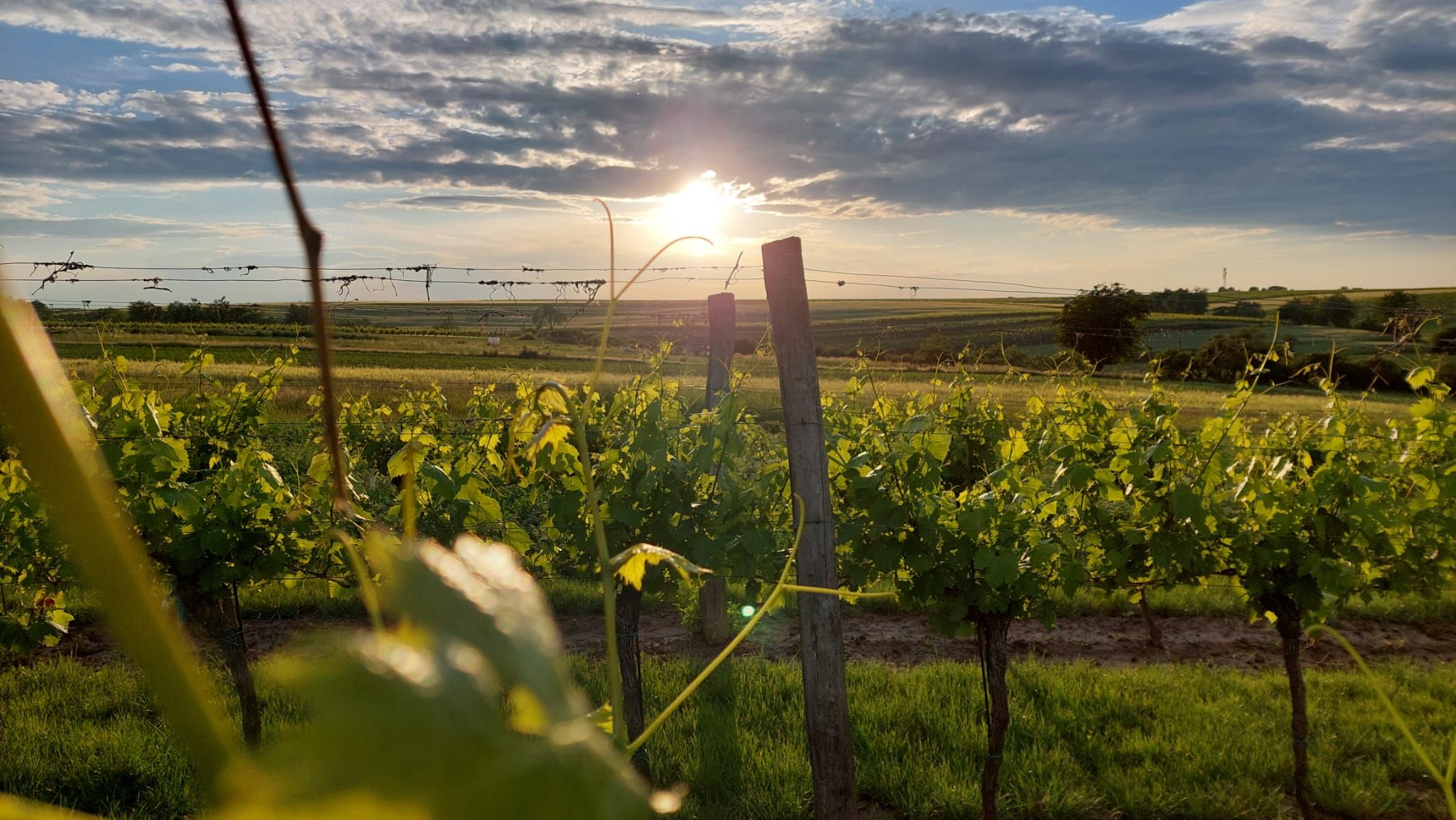 Západ slunce nad vinicí se zelenou révou a zataženou oblohou.