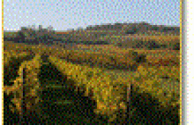 Vineyards1, © http://www.farmer-nowak.at