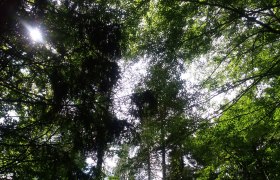 Lesem, &copy; TB Gaming