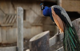 Peacocks in the Celtic village of Schwarzenbach, © Keltendorf Schwarzenbach