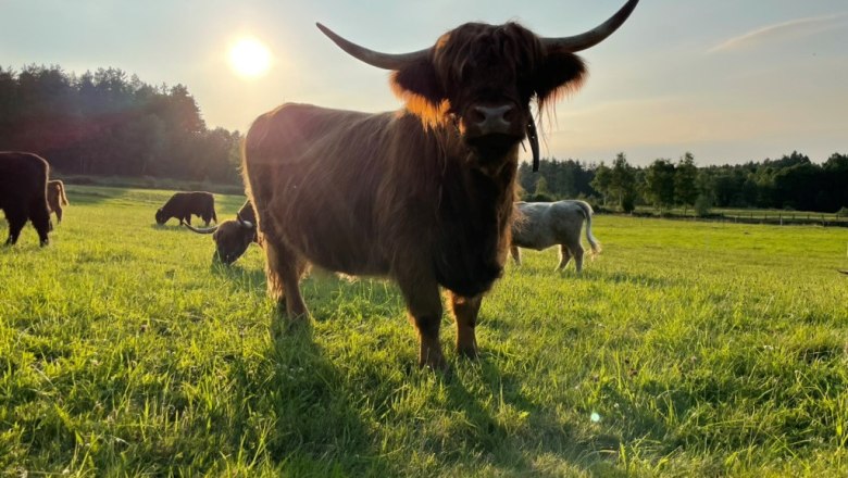 our highland cattle, © Göllitzhof