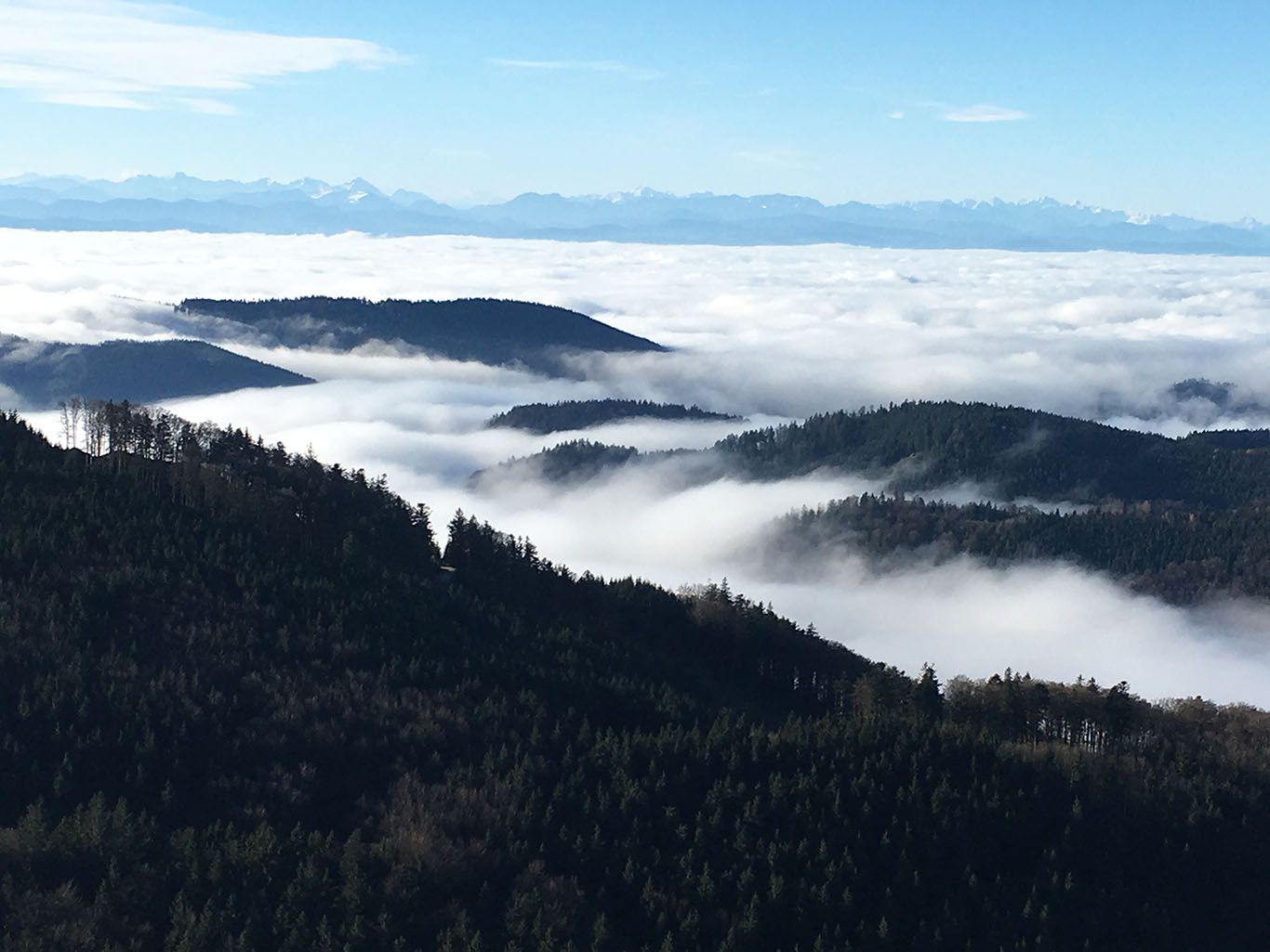 Pohled z hory na zalesněné kopce a moře mraků s Alpami v pozadí.