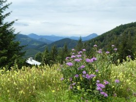 Zarte Wegbegleiter, &copy; Karl Schachinger