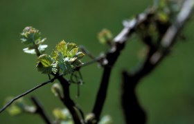 Grapevine, © Rudi Weiss