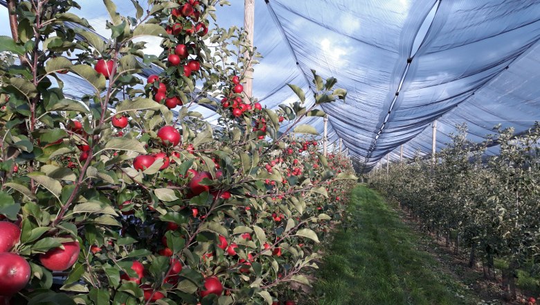 Apple growing Obsthof Sedelmaier, © Obsthof Sedelmaier