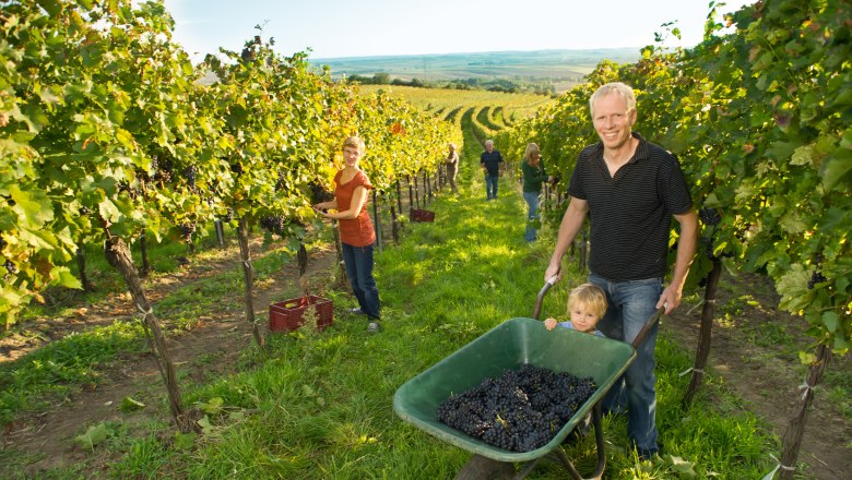 Weinlese, © Rita Newman