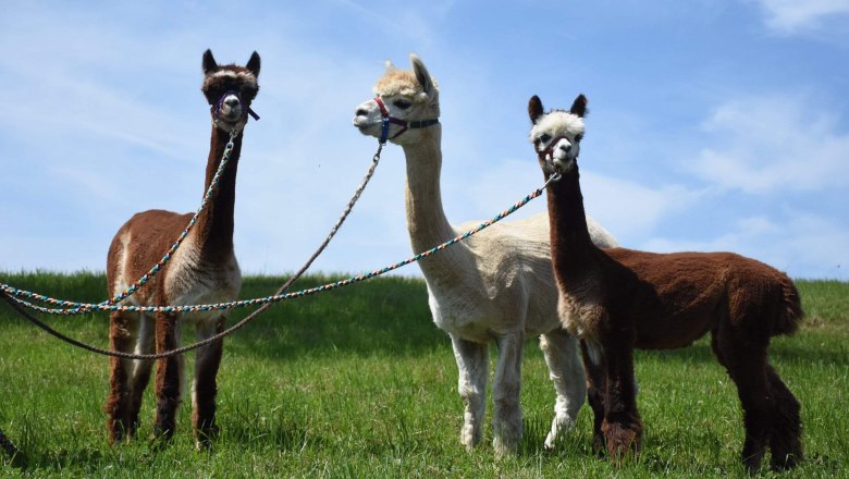 Dirndl Valley Alpaca, © Marion Lorenz