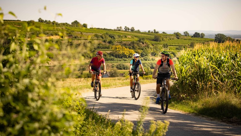 Jízda na horském kole vinařskou krajinou, © Mostviertel Tourismus, schwarz-koenig.at