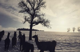 Winter in llama hiking country, © lamawanderland