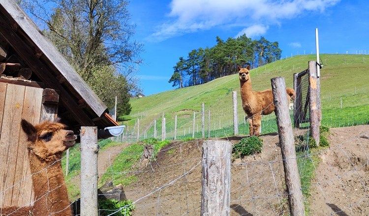 Leitenviertler alpaca farm, © Wiener Alpen